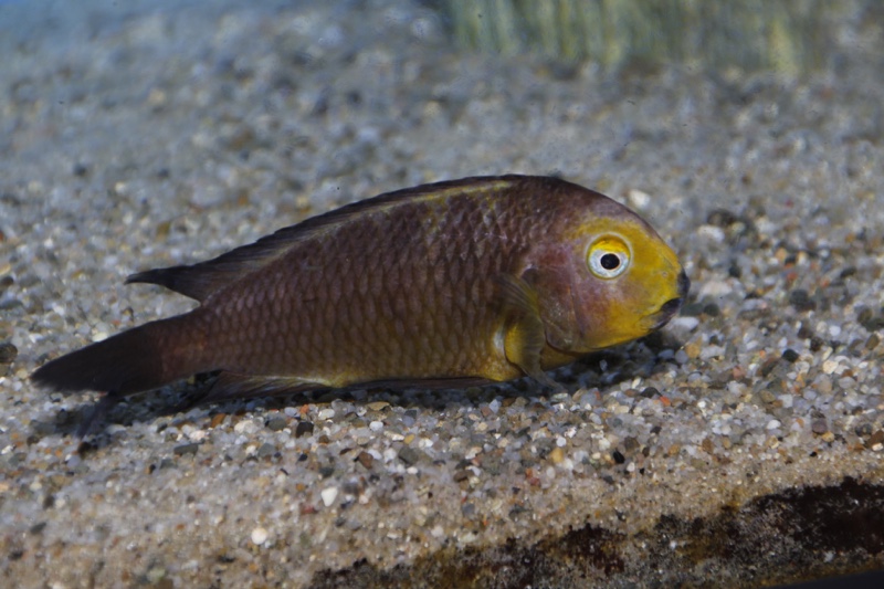 Tropheus sp. 'lukuga' Mtoto